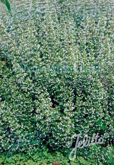 CALAMINTHA nepeta ssp. nepeta  'White Cloud Strain' Portion(s)