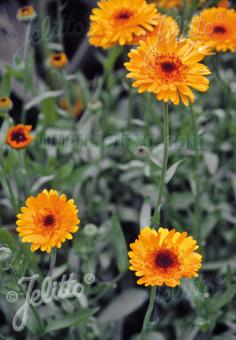 CALENDULA officinalis   Portion(s)