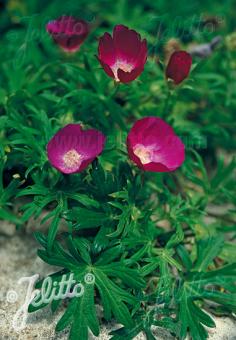 CALLIRHOE involucrata   Portion(s)