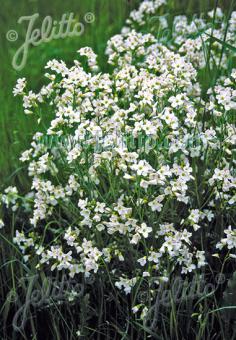 CARDAMINE pratensis   Portion(en)