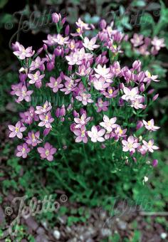 CENTAURIUM erythraea   Portion(en)