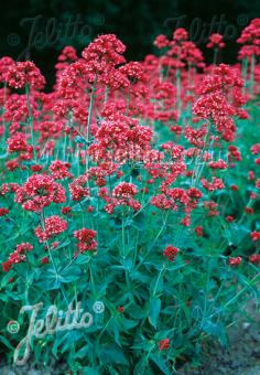 CENTRANTHUS ruber var. coccineus   Portion(en)