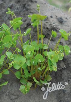 CLAYTONIA perfoliata   Portion(en)