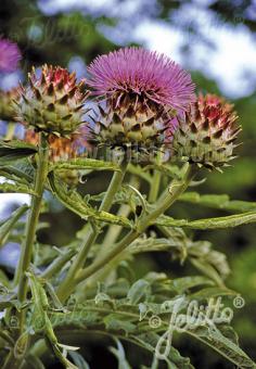 CYNARA cardunculus ssp. flavescens   Portion(s)