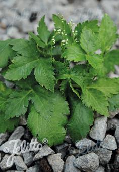 CRYPTOTAENIA japonica f. viridis   Portion(s)