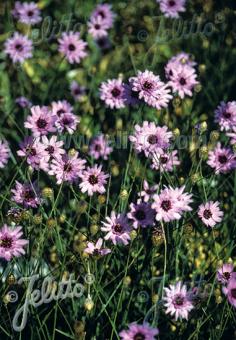 CATANANCHE caerulea   Portion(en)