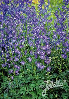 DELPHINIUM Belladonna  'Bellamosum' Gram