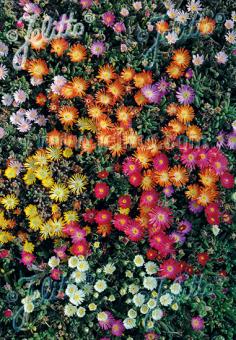 DELOSPERMA Luckhoffii-Hybr.   Portion(s)