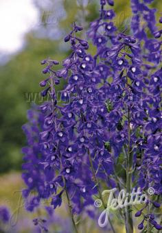 DELPHINIUM elatum   Portion(en)