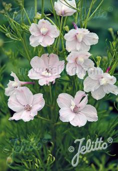 DELPHINIUM grandiflorum f. compactum Butterfly-Series 'Rose Butterfly' Portion(s)