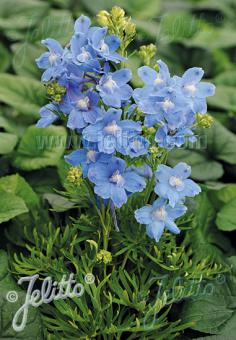 DELPHINIUM grandiflorum Summer-Serie 'Summer Blues' Portion(en)