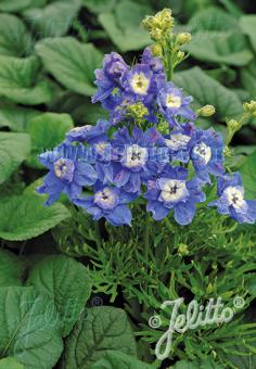 DELPHINIUM grandiflorum Summer-Serie 'Summer Cloud' Portion(en)