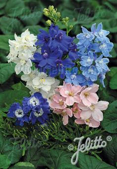 DELPHINIUM grandiflorum Summer-Serie 'Summer Colors' Portion(en)