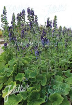 DELPHINIUM vestitum   Portion(s)