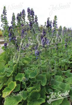 DELPHINIUM vestitum   Portion(en)