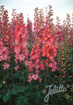 DELPHINIUM Pacific-Hybr. Pacific-Premium-Series 'Astolat Premium' Portion(s)