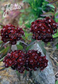 DIANTHUS barbatus  'Nigrescens' Portion(en)