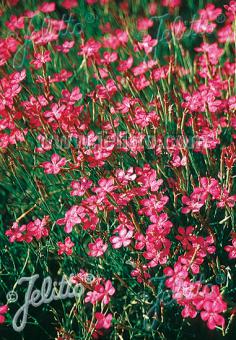 DIANTHUS deltoides  Heidenelke, Wildform Korn