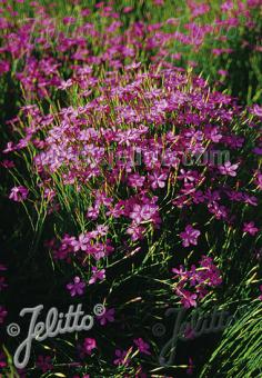 DIANTHUS deltoides  'Roseus' Portion(en)