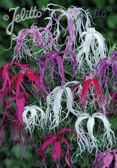 DIANTHUS isensis  'Dancing Geisha' Portion(s)