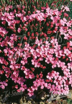 DIANTHUS microlepis   Portion(s)