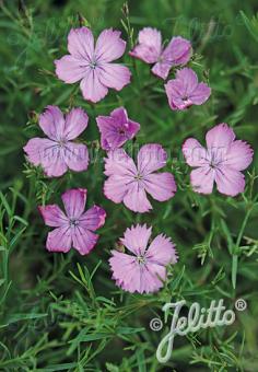 DIANTHUS nardiformis   Portion(en)