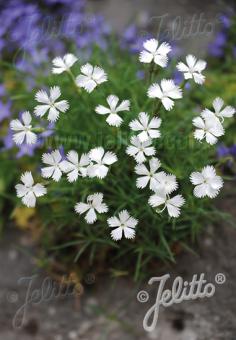 DIANTHUS petraeus   Portion(s)