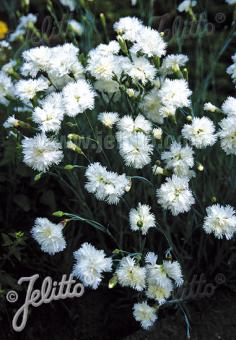 DIANTHUS plumarius fl. pl.  'Albus' Portion(s)