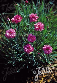 DIANTHUS plumarius fl. pl.  'Roseus' Portion(s)