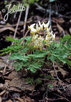 DICENTRA cucullaria   Portion(en)