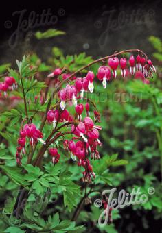 DICENTRA spectabilis   Portion(s)