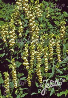 DIGITALIS grandiflora   Portion(s)