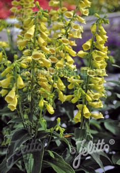 DIGITALIS grandiflora  'Carillon' Portion(en)