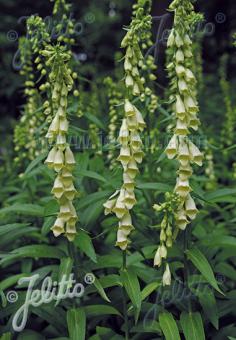 DIGITALIS lutea   Portion(en)