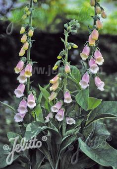 DIGITALIS purpurea ssp. heywoodii   Portion(en)