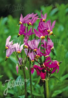 DODECATHEON meadia  Deluxe mixture Portion(s)