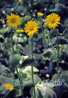 DORONICUM austriacum   Portion(s)