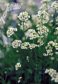 DRABA loiseleurii   Portion(s)