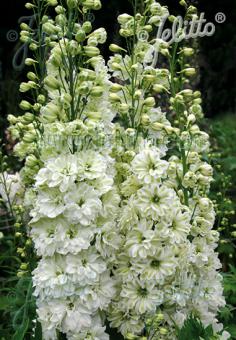 DELPHINIUM Elatum F1-Hybr. New Millennium Serie 'Green Twist' Portion(en)