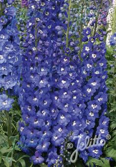 DELPHINIUM Elatum F1-Hybr. New Millennium Serie 'Royal Aspirations' Portion(en)