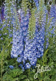 DELPHINIUM Elatum F1-Hybr. New Millennium Serie 'Sunny Skies' Portion(en)