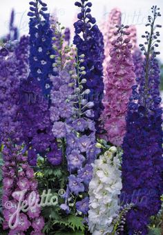 DELPHINIUM Elatum F1-Hybr. New Millennium Serie 'Super Stars' Formelmischung Portion(en)