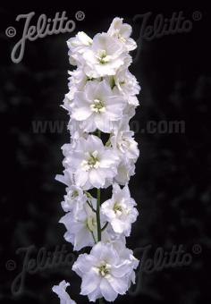 DELPHINIUM Pacific-Hybr. Magic Fountains-Series 'Magic Fountains Pure white' Portion(s)