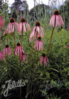 ECHINACEA simulata   Portion(s)