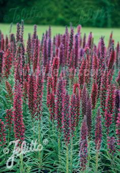 ECHIUM russicum   Portion(en)