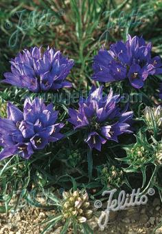 EDRAIANTHUS tenuifolius   Portion(s)