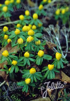 ERANTHIS hyemalis   Gramm