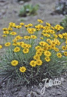 ERIGERON linearis   Portion(s)