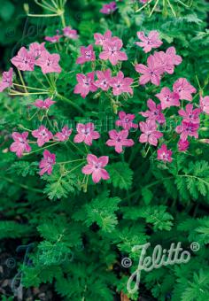 ERODIUM manescavii   Portion(s)