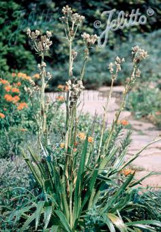 ERYNGIUM agavifolium   Portion(s)